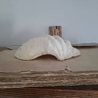 Image 3 of Beautiful Antique Clam Shell 