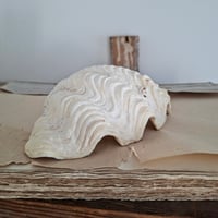 Image 1 of Beautiful Antique Clam Shell 