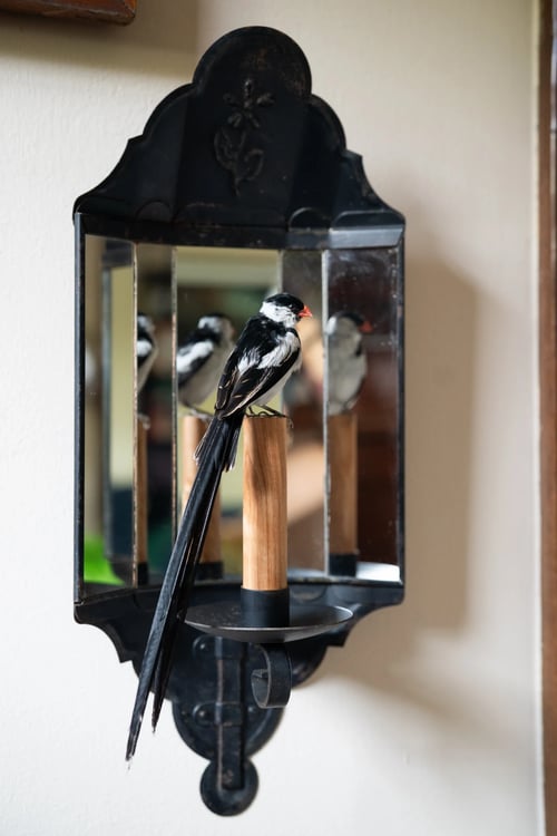 Image of Pin-tailed whydah