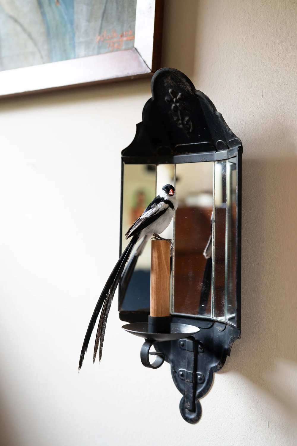 Image of Pin-tailed whydah