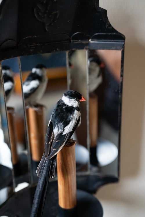 Image of Pin-tailed whydah