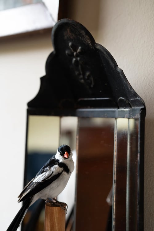 Image of Pin-tailed whydah