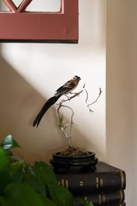 Image 1 of Broad-tailed Paradise Whydah