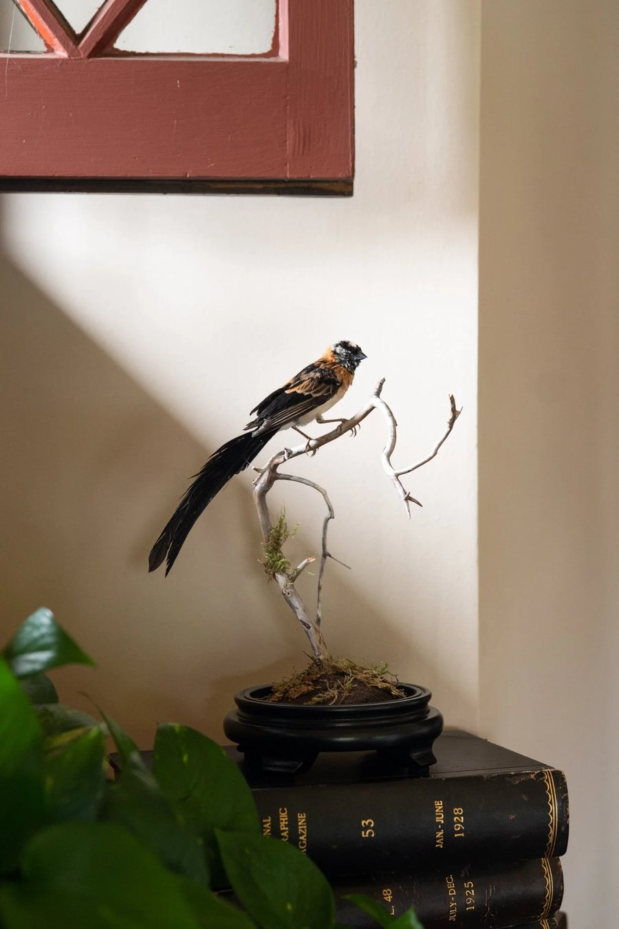Image of Broad-tailed Paradise Whydah
