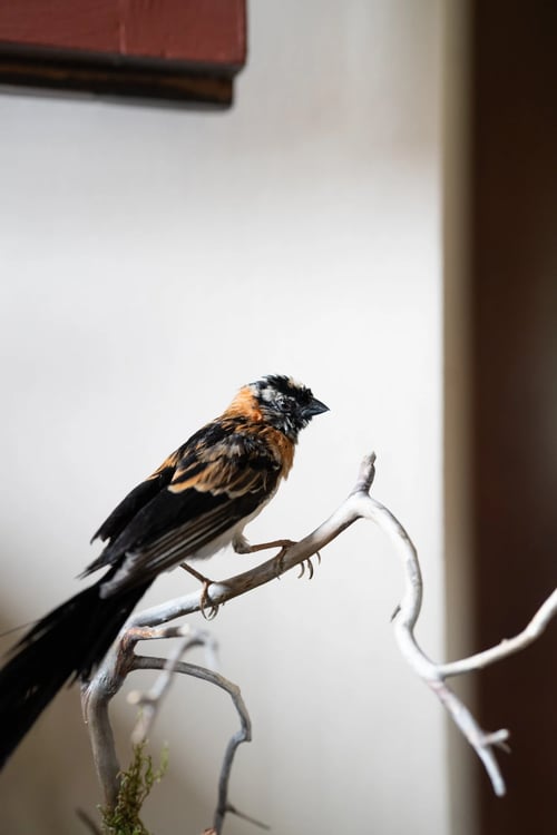 Image of Broad-tailed Paradise Whydah