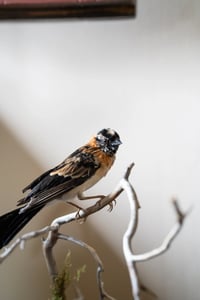 Image 2 of Broad-tailed Paradise Whydah