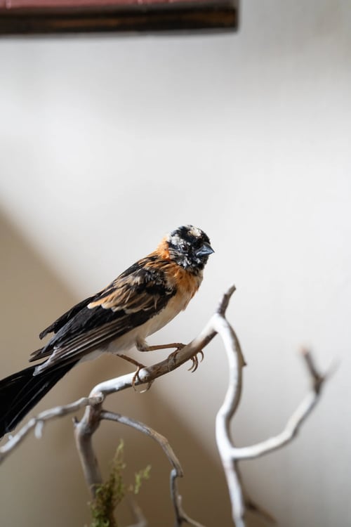 Image of Broad-tailed Paradise Whydah