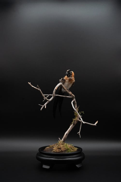 Image of Broad-tailed Paradise Whydah