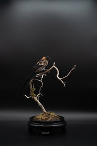 Image 5 of Broad-tailed Paradise Whydah