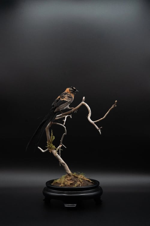 Image of Broad-tailed Paradise Whydah