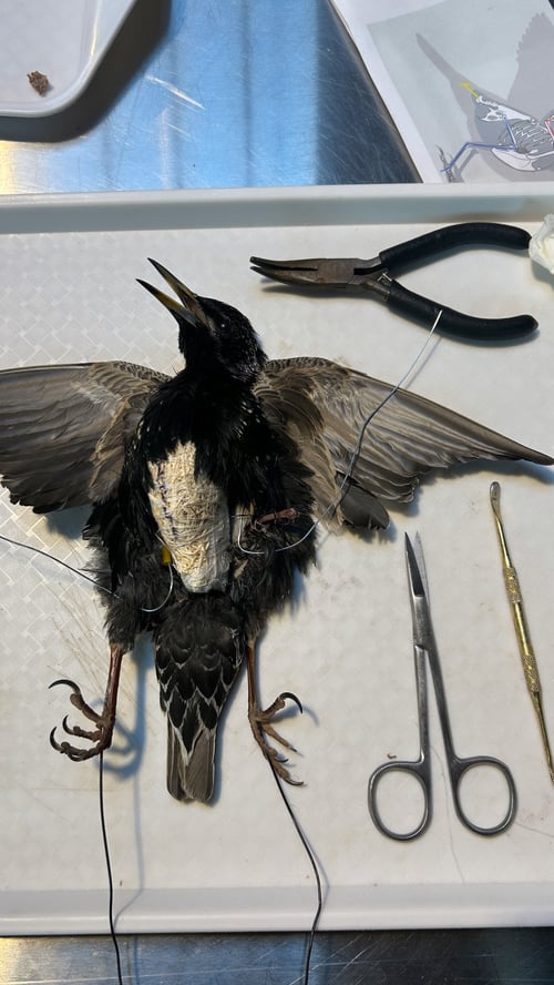 Image of Bird Taxidermy Step-by-Step Guide (PDF)