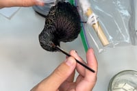 Image 1 of Bird Taxidermy Step-by-Step Guide (PDF)