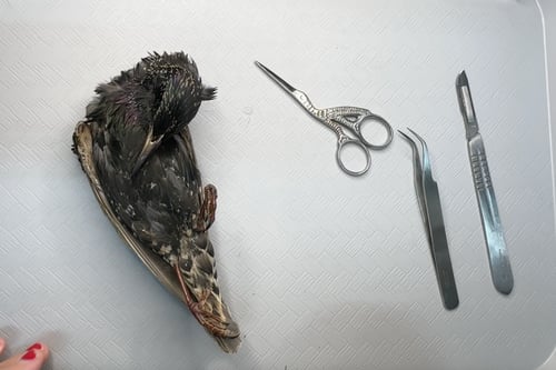 Image of Bird Taxidermy Step-by-Step Guide (PDF)