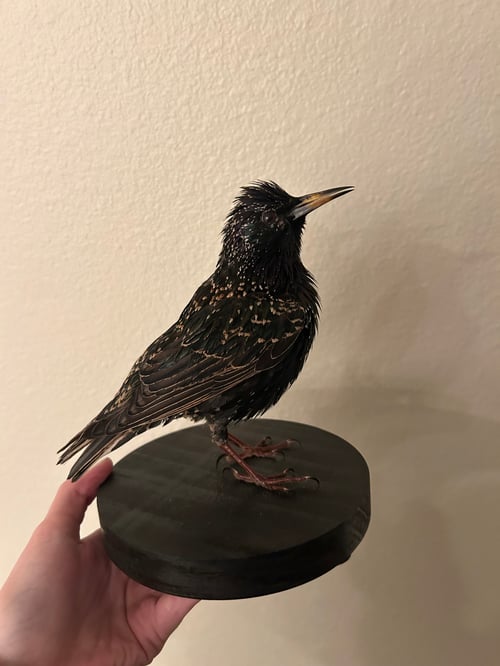 Image of Bird Taxidermy Step-by-Step Guide (PDF)