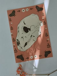 Postikortti, kallo karhu