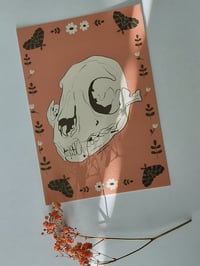 Postikortti, kallo ilves