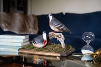 Image 2 of Luzon bleeding-heart doves