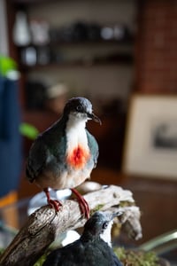 Image 3 of Luzon bleeding-heart doves