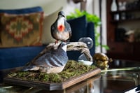 Image 4 of Luzon bleeding-heart doves