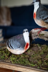Image 1 of Luzon bleeding-heart doves