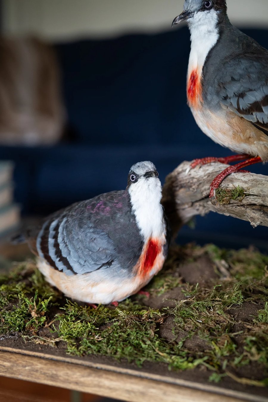 Image of Luzon bleeding-heart doves