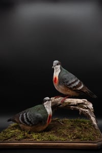 Image 5 of Luzon bleeding-heart doves