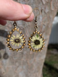 Image 1 of Brass Colored Sunflower Earrings