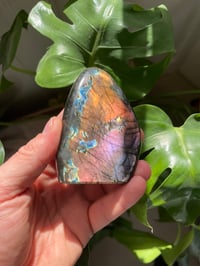 Image 1 of Purple & Rainbow Flash Labradorite Stone (11)