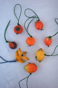 Image 10 of XL FRUIT STORE