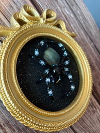 Image 2 of Labradorite Spider