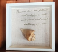 (DF) Shell Shadow Box #1