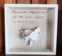 (DF) Shell Shadow Box #2