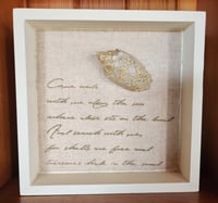 (DF) Shell Shadow Box #3