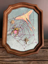 Image 3 of Moths Collection