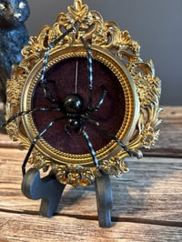 Image 1 of Black Hybrid Spider