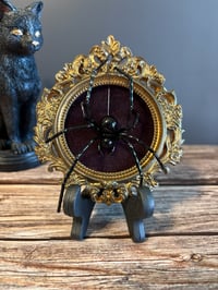 Image 2 of Black Hybrid Spider