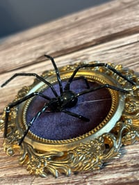 Image 3 of Black Hybrid Spider