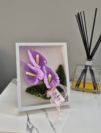 Image 1 of Purple Anthurium 