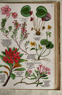 Image 3 of Alpine Flowers Fleurs des Alpes (B)