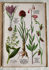 Image 5 of Alpine Flowers Fleurs des Alpes (B)