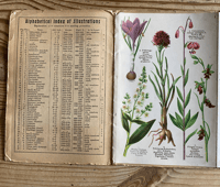 Image 2 of Alpine Flowers Fleurs des Alpes (A)