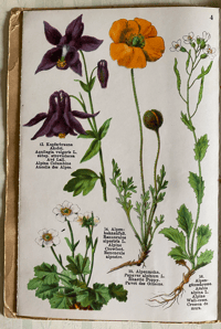 Image 4 of Alpine Flowers Fleurs des Alpes (A)