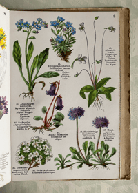 Image 5 of Alpine Flowers Fleurs des Alpes (A)