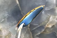 Image 3 of SPEEDBAITS Custom Airbrushed Sonic Crank 4375