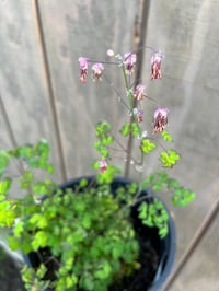 Image 4 of Tall Meadowrue : Thalictrum polycarpum