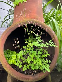 Image 2 of Tall Meadowrue : Thalictrum polycarpum