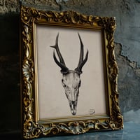 Image 1 of Stag Skull Watercolor Print: Gothic Macabre Wall Art