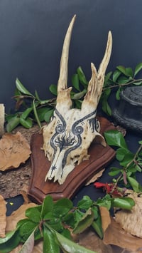 Image 1 of Deer Skull - "Black Star" hand painted - OOAK