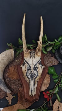 Image 2 of Deer Skull - "Black Star" hand painted - OOAK