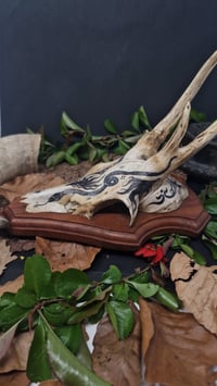 Image 3 of Deer Skull - "Black Star" hand painted - OOAK